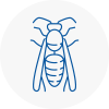 Hornsey Wasp Nest Removal